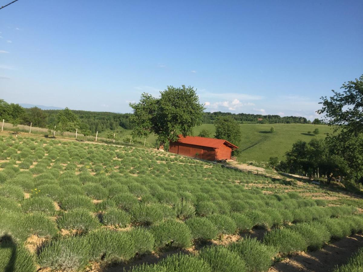 Rose Hip Hill Farm Bed & Breakfast Valea Tirnei Ngoại thất bức ảnh